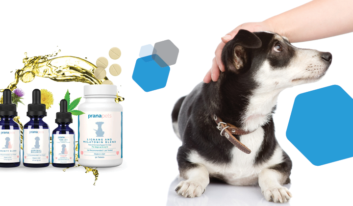 group of prana pets wellness supplements, dog looking up at owner