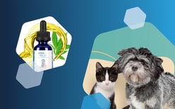prana pets eyedropper bottle containing pet supplements, cat and dog
